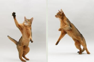 Le Deplacement Du Chat De A A Z Wiki Les Cats Fandom Le Deplacement Du Chat De A A Z Wiki Les Cats Fandom
