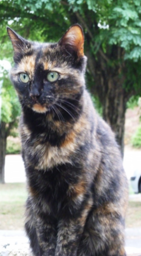 Ecaille De Tortue Wiki Les Cats Fandom Ecaille De Tortue Wiki Les Cats Fandom