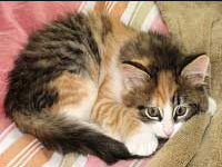 Ecaille De Tortue Wiki Les Cats Fandom Ecaille De Tortue Wiki Les Cats Fandom