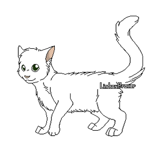 Blog Utilisateur Plume Tigree Commande De Dessin Wikia Les Chats Sauvages Fandom