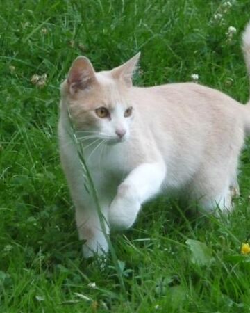 Nuage De Lilas Wikia Les Chats Sauvages Fandom Nuage De Lilas Wikia Les Chats Sauvages Fandom