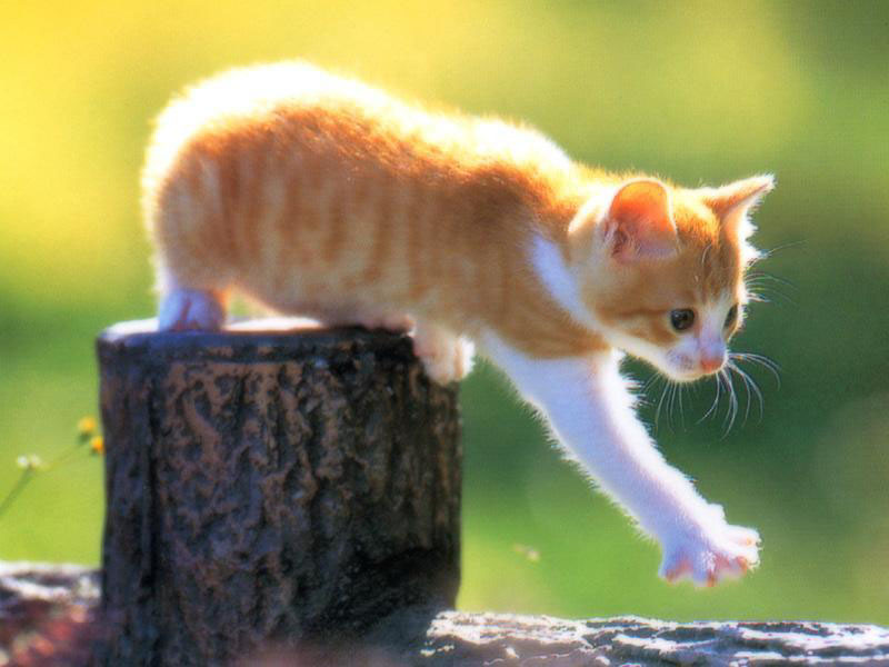 Petit Papillon Wikia Les Chats Sauvages Fandom