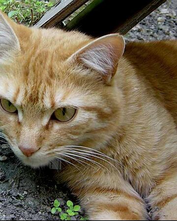 Plume De Sable Wikia Les Chats Sauvages Fandom Plume De Sable Wikia Les Chats Sauvages Fandom