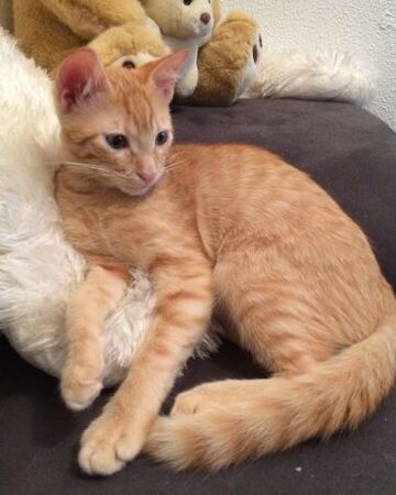 Oreille Rousse Wikia Les Chats Sauvages Fandom Oreille Rousse Wikia Les Chats Sauvages Fandom
