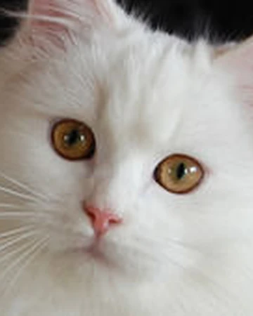Queue Noire Wikia Les Chats Sauvages Fandom