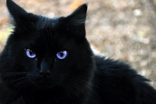 Nuit Sombre Wikia Les Chats Sauvages Fandom Nuit Sombre Wikia Les Chats Sauvages Fandom