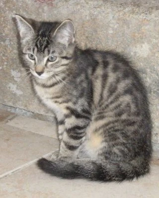 Blog Utilisateur Griffe De Loup Aile Grise Wikia Les Chats Sauvages Fandom Blog Utilisateur Griffe De Loup Aile Grise Wikia Les Chats Sauvages Fandom