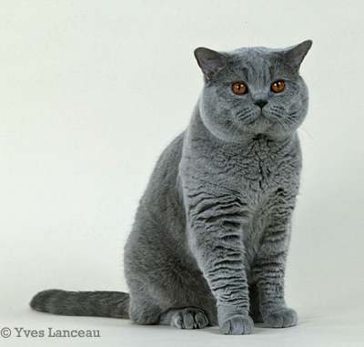 Cœur D Eau Wikia Les Chats Sauvages Fandom Cœur D Eau Wikia Les Chats Sauvages Fandom