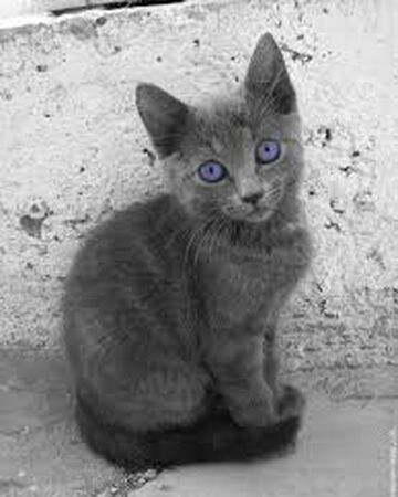 Etoile Cendree Wikia Les Chats Sauvages Fandom Etoile Cendree Wikia Les Chats Sauvages Fandom