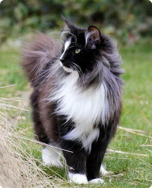 Griffe De Louve Wikia Les Chats Sauvages Fandom