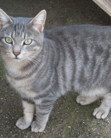 Tempete De Titane Wikia Les Chats Sauvages Fandom Tempete De Titane Wikia Les Chats Sauvages Fandom