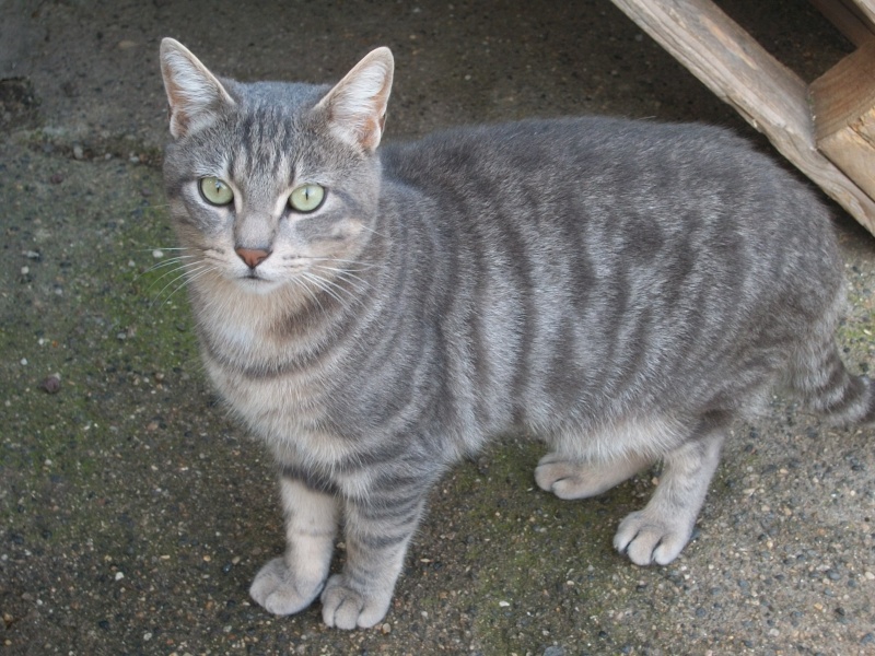 Tempete De Titane Wikia Les Chats Sauvages Fandom Tempete De Titane Wikia Les Chats Sauvages Fandom