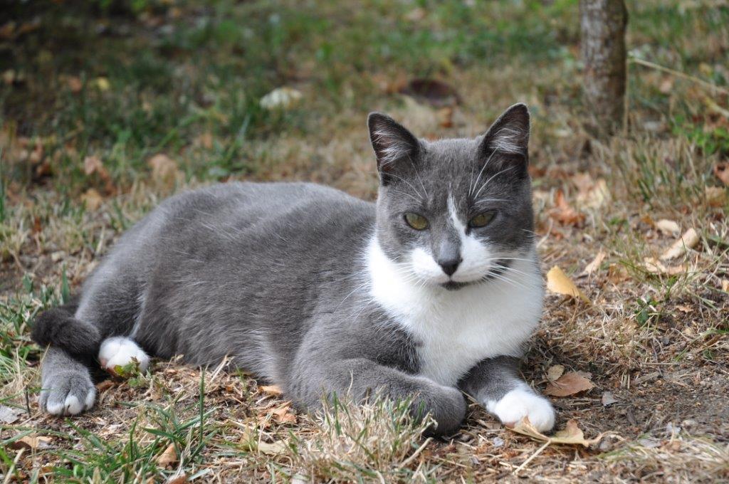Nuage D Herbe Wikia Les Chats Sauvages Fandom