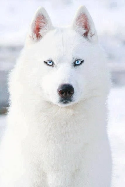 Flamme Du Diamant Wiki Les Chiens Sauvages Fandom