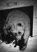 L'ours entre avec sa dernière proie
