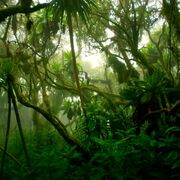 Tropicale