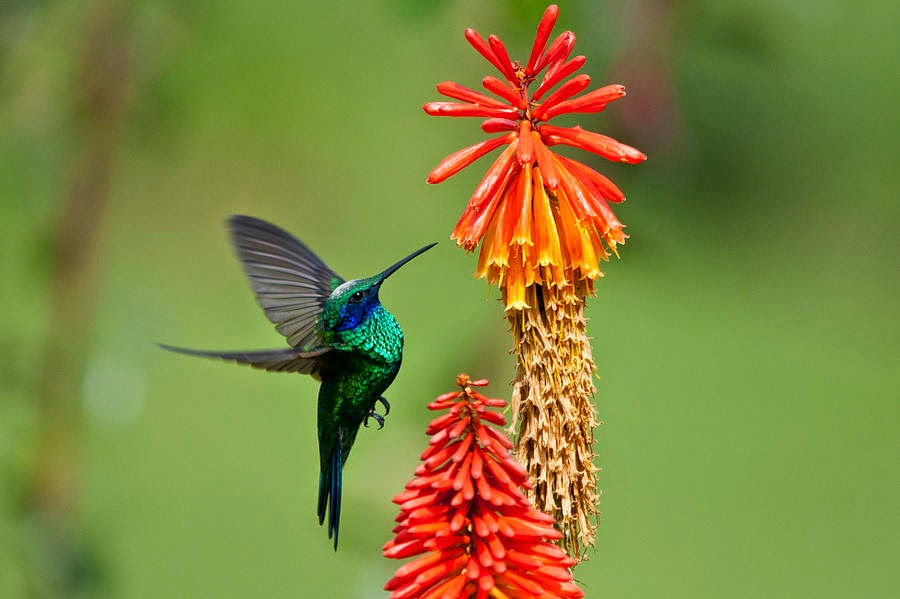 Le colibri, Wiki Les animaux et l'écologie