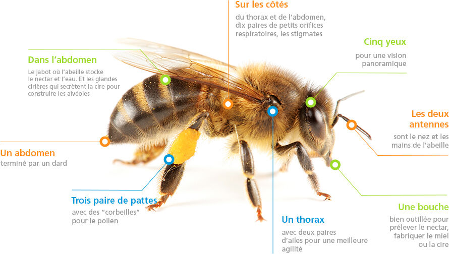 Les fourmis sont-elles un danger pour les abeilles et la ruche ?