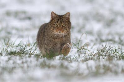 INSOLITE. Étrangement agressif, le chat de gouttière un peu bizarre était  en fait un chat forestier