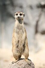 Suricate sentinelle