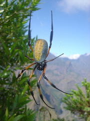 Nephila inaurata