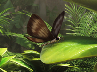 Papillon cendre