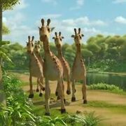 JungleBunch Giraffes