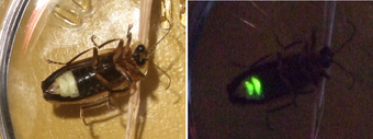 Luciole composite