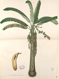Musa paradisiaca