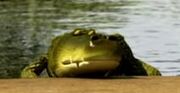 Crocodile