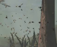 Locusts flying