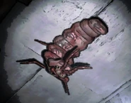 A snare flea on the ceiling close-up