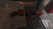 Fox.png (556 KB) A dead Kidnapper Fox on the ship