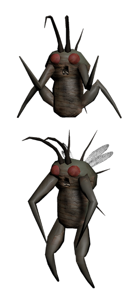 HoardingbugQuan1