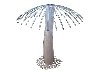 Umbrella Rib Fungus