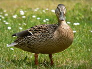 DUCK