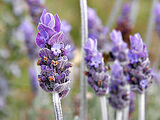 Lavender (color)