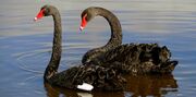 Cisne Negro