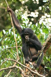 Bonobo