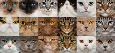 Races De Chats Wikia Lgdc Nouveaux Clans Fandom Races De Chats Wikia Lgdc Nouveaux Clans Fandom
