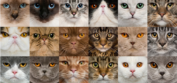 Races De Chats Wikia Lgdc Nouveaux Clans Fandom Races De Chats Wikia Lgdc Nouveaux Clans Fandom