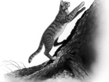 Pelage de Poussière