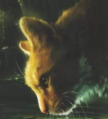 Pelage de lion sur la couverture poche de 