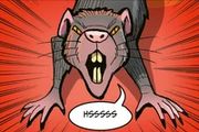 Rat gris
