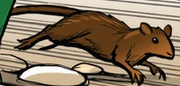 Souris brune