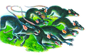 Rats.png