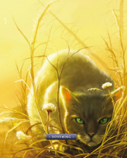 Aile de Colombe dans 