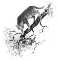 Plume de Merle, dans 