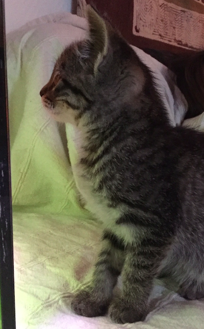 Blog Utilisateur Ciel D Encre Bambou Mon Chaton Trop Mignon Wiki La Guerre Des Clans Fandom