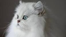 Blog Utilisateur Plumedenuit76 Test Quelle Race De Chat Etes Vous Wiki La Guerre Des Clans Fandom